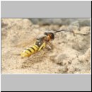 Philanthus triangulum - Bienenwolf w33 im Nestanflug.jpg